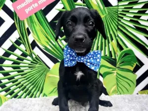 Cachorro raça  idade 2 a 6 meses nome Jaspe