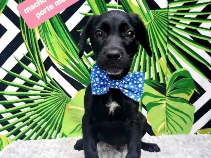 Cachorro ra a  idade 2 a 6 meses nome Jaspe