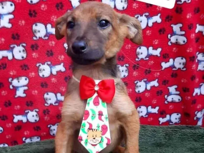 Cachorro raça  idade 2 a 6 meses nome Yago 