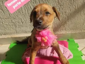 Cachorro raça  idade 2 a 6 meses nome Lua 