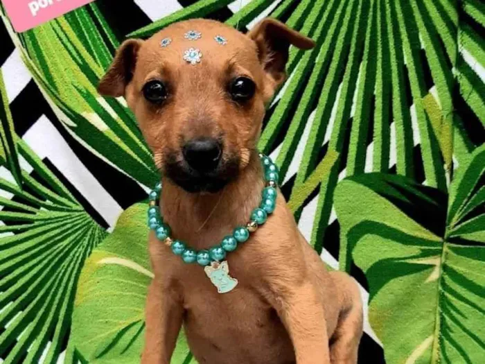 Cachorro raça  idade 2 a 6 meses nome Meg 