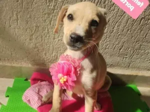 Cachorro raça  idade 2 a 6 meses nome Moie 