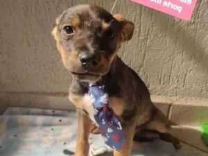Cachorro raça  idade 2 a 6 meses nome Buck 