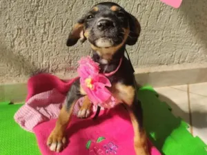 Cachorro raça  idade 2 a 6 meses nome Bea 