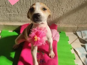 Cachorro raça  idade 2 a 6 meses nome Lary 