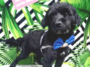 Cachorro raça  idade 2 anos nome Nick 