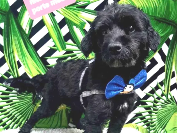 Cachorro raça  idade 2 anos nome Nick 