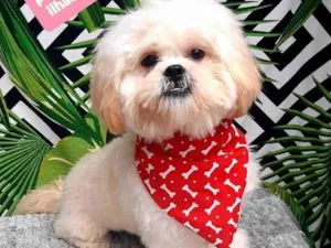 Cachorro raça Lhasa  idade 1 ano nome Paçoca 