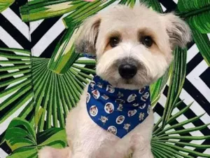 Cachorro raça  idade 2 anos nome Tedy 