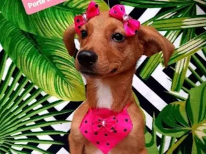 Cachorro raça  idade 2 a 6 meses nome Bia 
