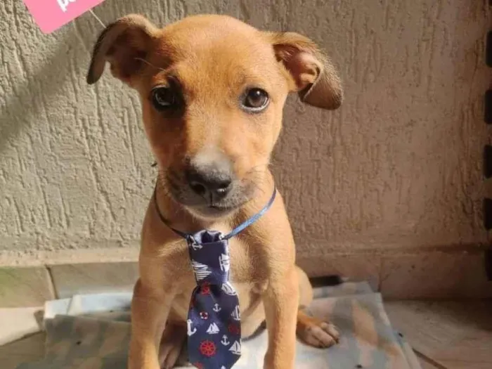 Cachorro raça  idade 2 a 6 meses nome Bily