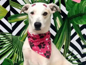 Cachorro raça  idade 2 anos nome Esmeralda 