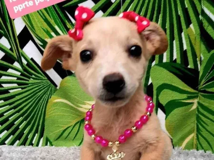 Cachorro raça  idade 2 a 6 meses nome Vivi 