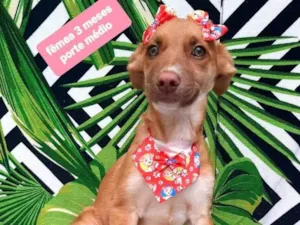 Cachorro raça  idade 2 a 6 meses nome Nancy 