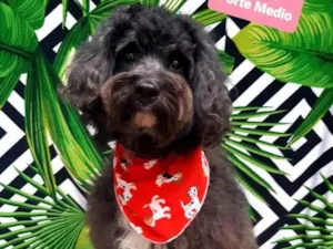 Cachorro raça Podle idade 2 anos nome Apolo