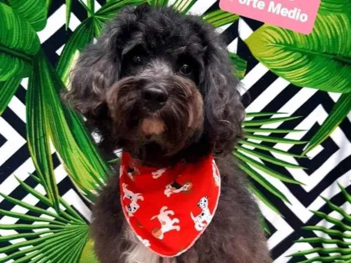 Cachorro raça Podle idade 2 anos nome Apolo