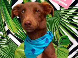 Cachorro raça  idade 1 ano nome Tody