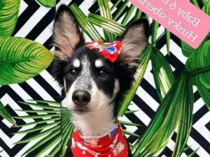 Cachorro raça Husky  idade 2 a 6 meses nome Baby 
