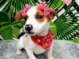 Cachorro raça  idade 2 a 6 meses nome Mick 
