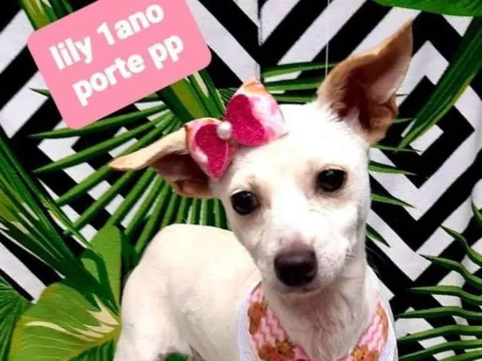 Cachorro raça  idade 1 ano nome Lily 