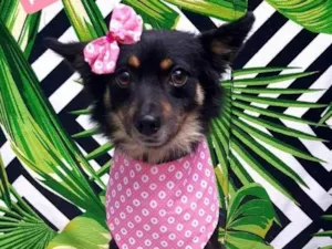 Cachorro raça  idade 2 anos nome Pepita 