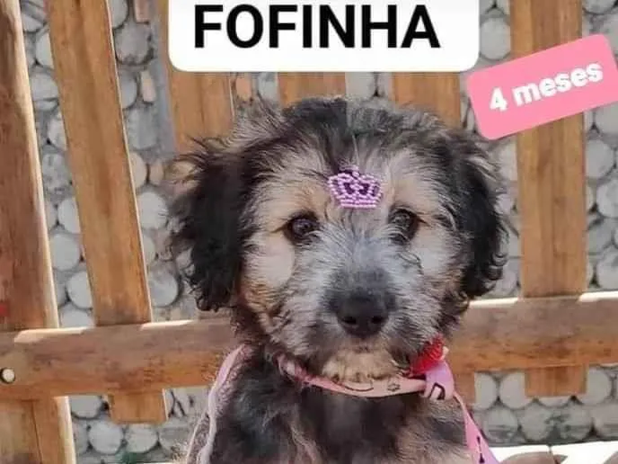 Cachorro raça  idade 2 a 6 meses nome Fofinha 