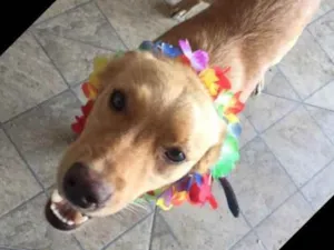 Cachorro raça Vira lata  idade 2 anos nome Marley 