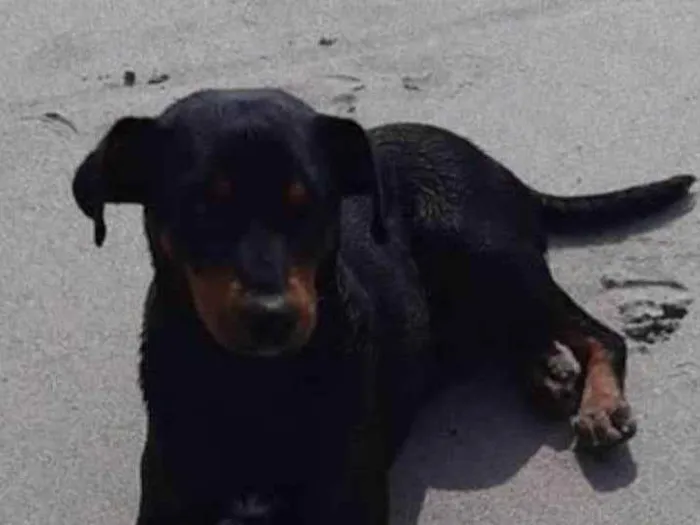 Cachorro ra a Indefinida  idade 2 anos nome Tu vai e e peludo