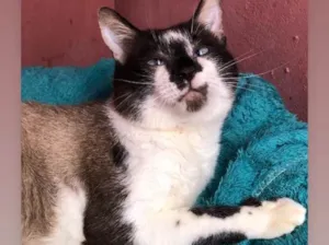 Gato raça Siamês  idade  nome Felix