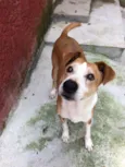 Cachorro raça Srd idade 3 anos nome Doggie 