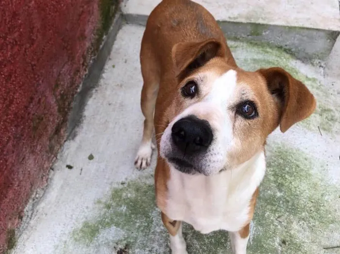 Cachorro raça Srd idade 3 anos nome Doggie 