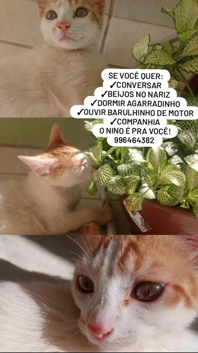 Gato ra a SRD idade 2 a 6 meses nome Nino
