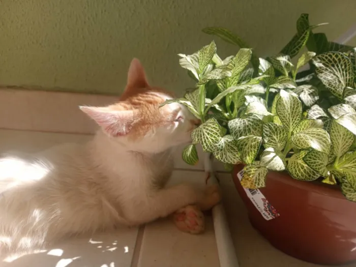 Gato ra a SRD idade 2 a 6 meses nome Nino
