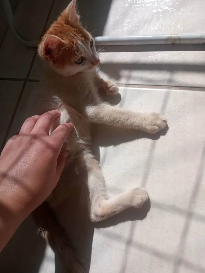 Gato ra a SRD idade 2 a 6 meses nome Nino