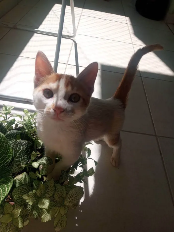 Gato ra a SRD idade 2 a 6 meses nome Nino