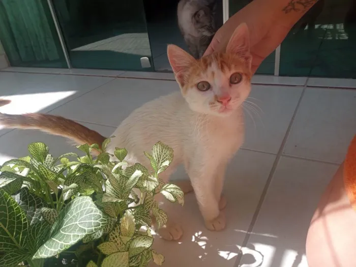 Gato ra a SRD idade 2 a 6 meses nome Nino