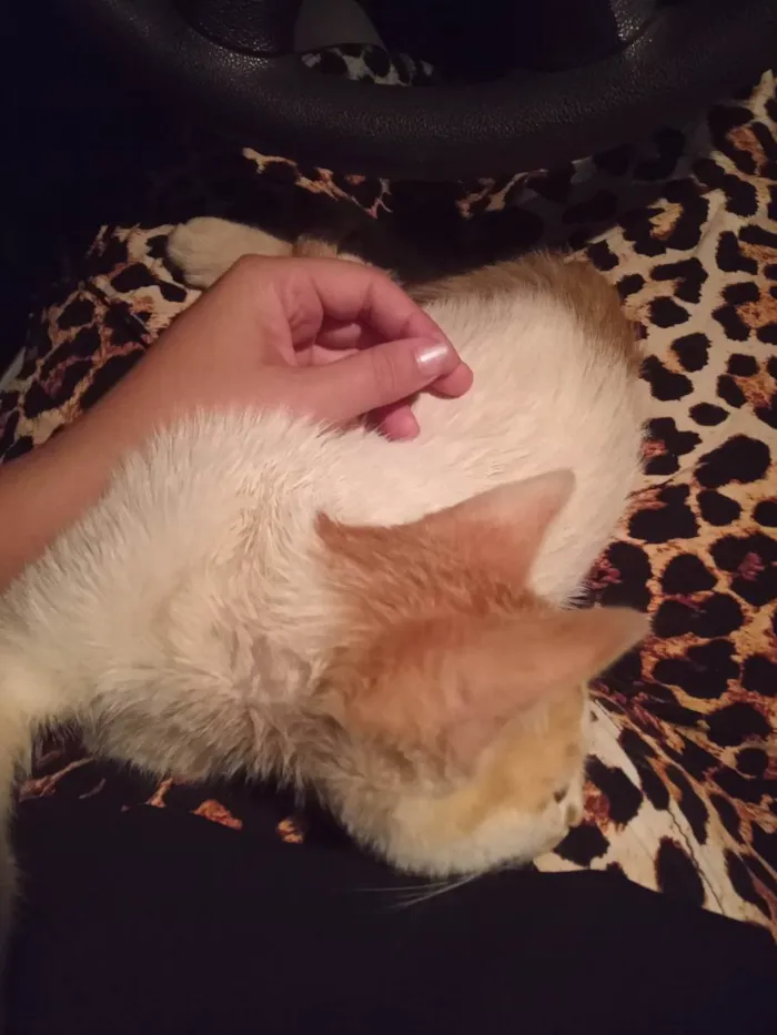 Gato ra a SRD idade 2 a 6 meses nome Nino