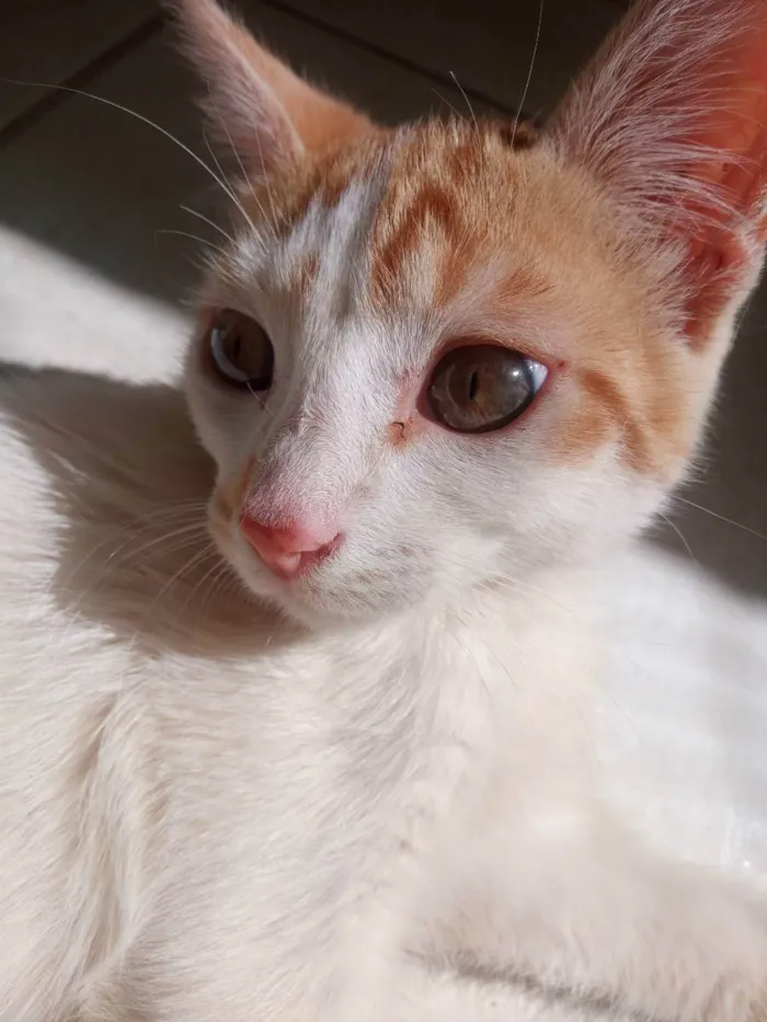 Gato ra a SRD idade 2 a 6 meses nome Nino