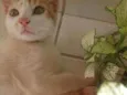 Nino