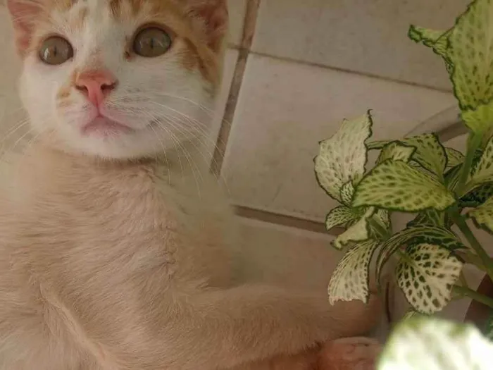 Gato ra a SRD idade 2 a 6 meses nome Nino