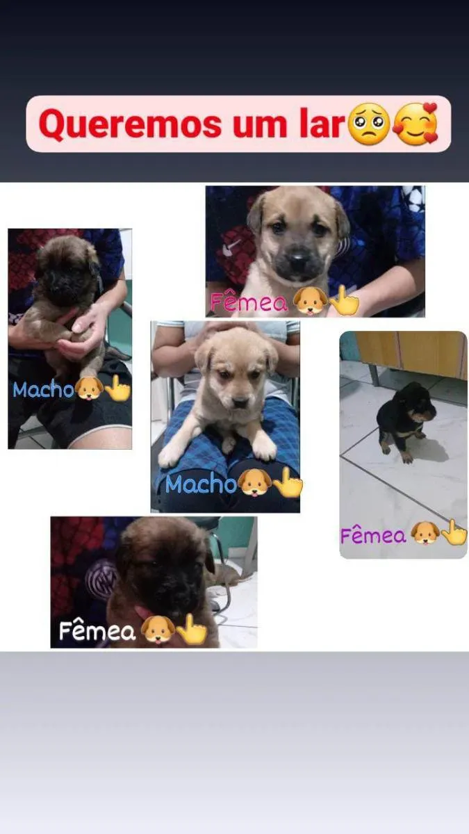 Cachorro ra a vira lata idade 2 a 6 meses nome não tem 