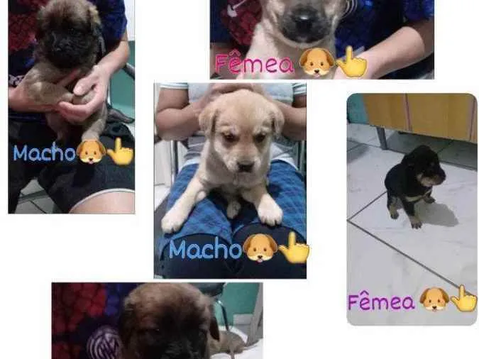 Cachorro ra a vira lata idade 2 a 6 meses nome não tem 