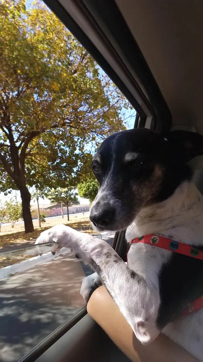 Cachorro ra a Fox Paulistinha idade 2 anos nome Anakin