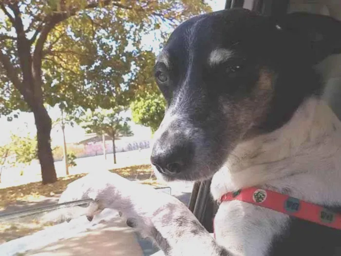 Cachorro ra a Fox Paulistinha idade 2 anos nome Anakin