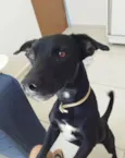 Cachorrinho