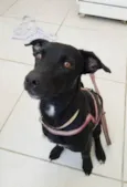 Cachorrinho