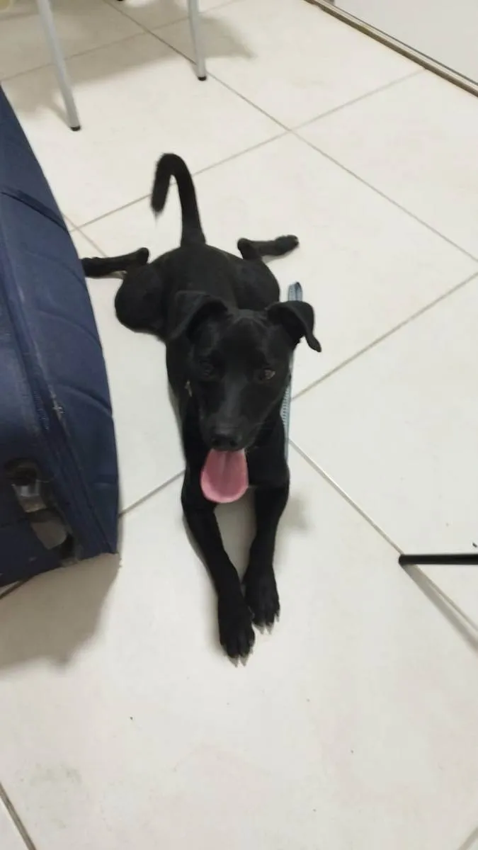 Cachorro ra a  idade  nome Cachorro