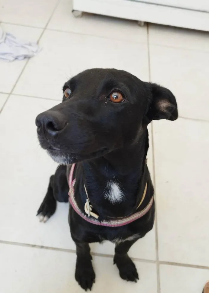 Cachorro ra a  idade  nome Cachorro