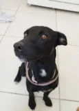 Cachorro