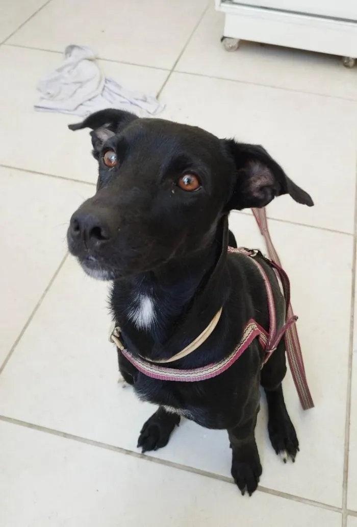 Cachorro ra a  idade  nome Cachorro